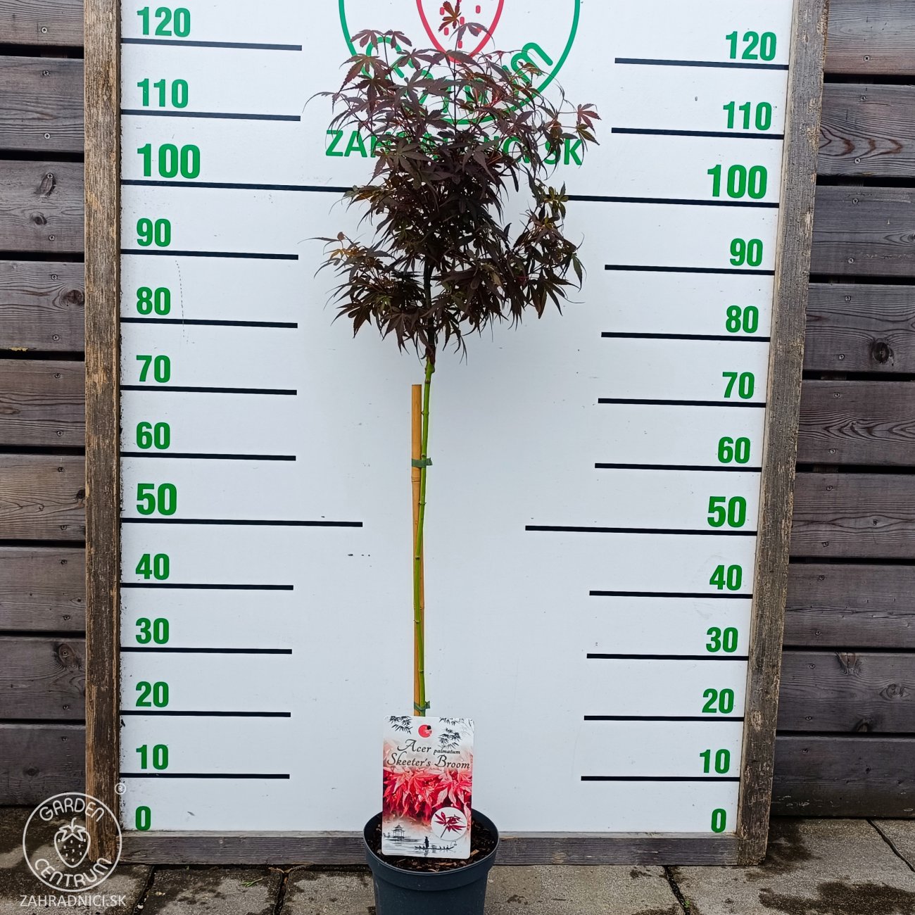 Obrázok Javor dlaňolistý (Acer palmatum) 'Skeeter's Broom'- výška 110-120 cm, kont. C4L - NA KMIENKU